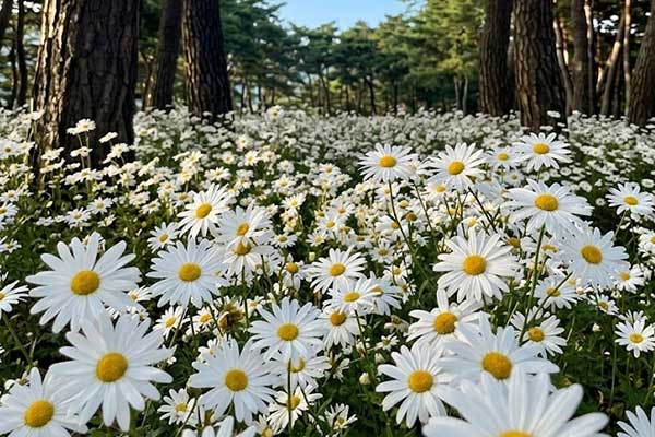 정읍 구절초 꽃축제(당일)
