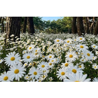 정읍 구절초 꽃축제(당일)