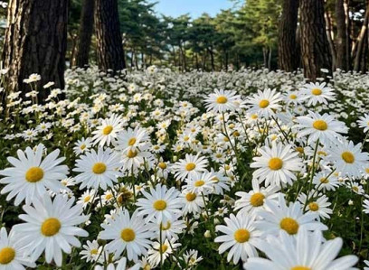 정읍 구절초 꽃축제(당일)