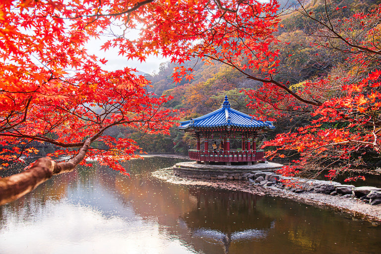 ★가을단풍★내장산&백양사 애기단풍(당일)
