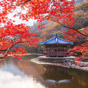 ★가을단풍★내장산&백양사 애기단풍(당일)