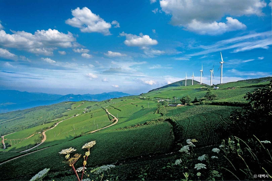 매봉산 바람의 언덕
