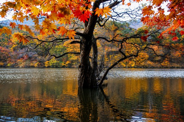 청송 주산지